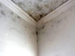 Best Forensic Mold Investigation in Eagle Lake, TX